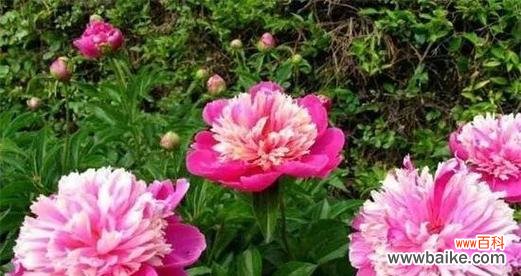 芍药花的美丽与内涵 芍药花的寓意与象征