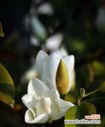 用花开的语言 深山含笑花语，传递的温暖与希望