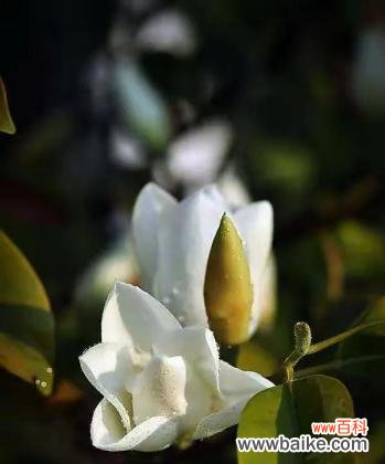 用花开的语言 深山含笑花语，传递的温暖与希望