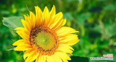 以花为媒介 友谊之花