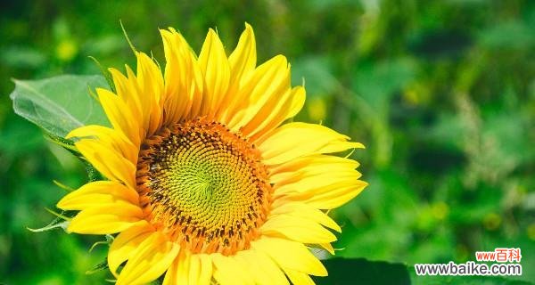 以花为媒介 友谊之花