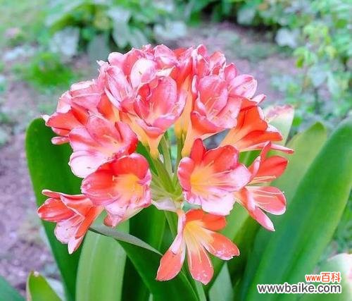 探寻友谊之花的象征与意义 友谊之花，化作永恒的情谊