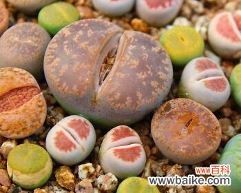 探索生石花的花语之谜 揭秘生石花花语的深层含义