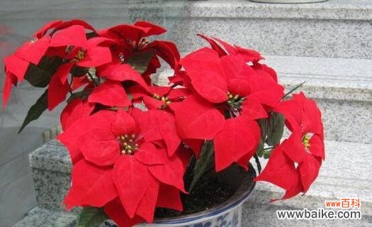圣诞花语 圣诞花的花语揭示节日的美好寓意