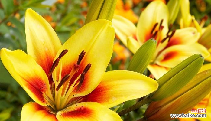 探索圣心百合花所传递的深刻情感与美好祝福 圣心百合花语