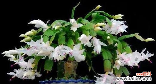 探索魔芋的神秘象征与含义 以尸香魔芋的花语