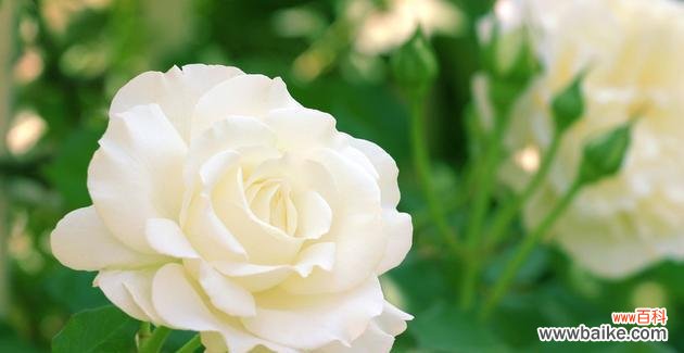 揭秘花朵背后的情感密码 十大浪漫花语是什么