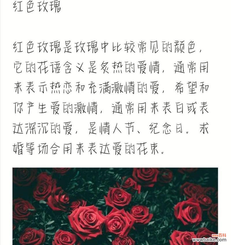 花色玫瑰花在花语中代表了什么？它们有何特别含义？