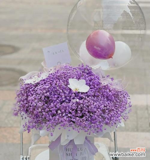 紫色满天星代表什么？满天星花语全解。