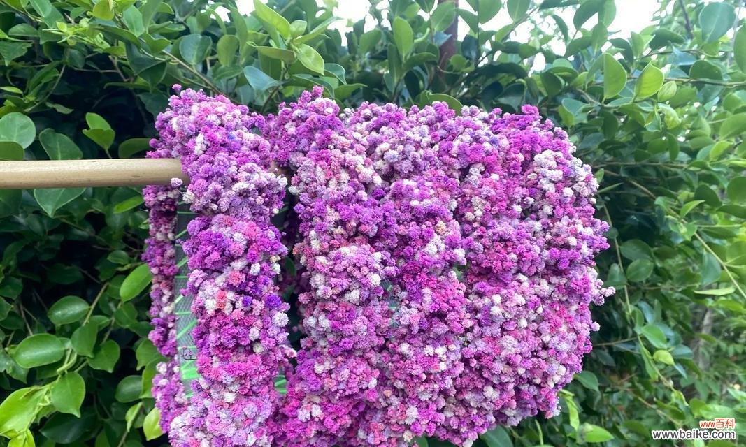 紫色满天星代表什么？满天星花语全解。