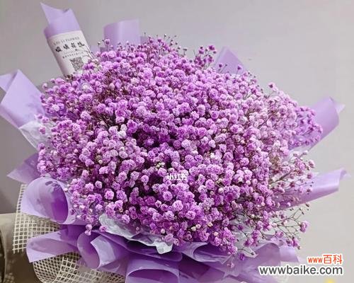 紫色满天星代表什么？满天星花语全解。