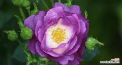 紫色和白色丝带玫瑰花有何特别含义？这两种颜色的丝带玫瑰花代表了什么？