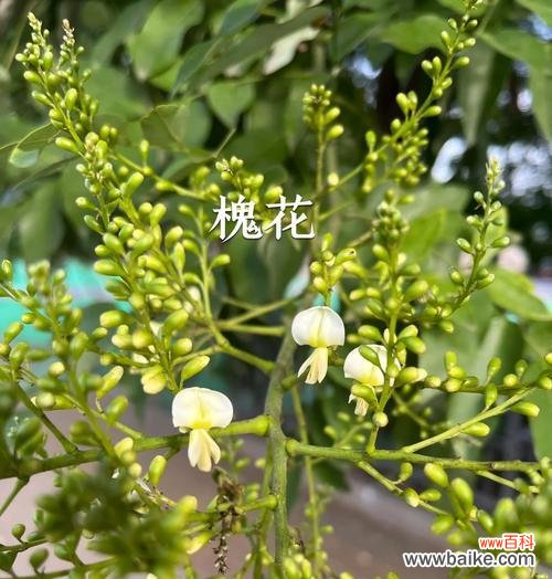 槐花的寓意是什么?槐花的花语有哪些?