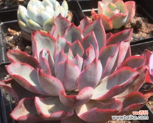 多肉植物砍头什么意思？砍头对多肉植物有何作用？