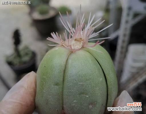 多肉植物砍头什么意思？砍头对多肉植物有何作用？