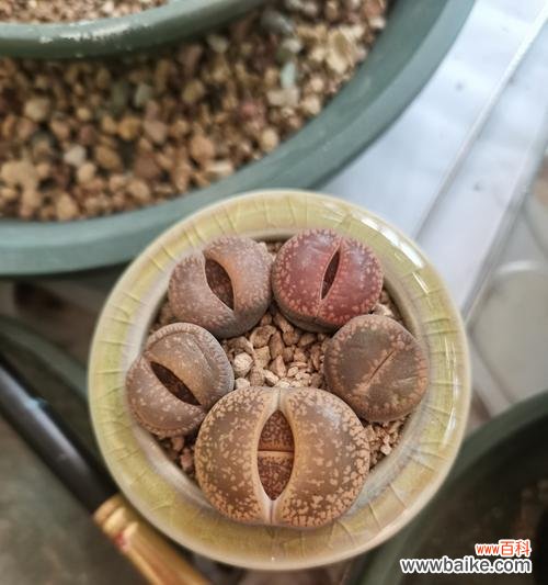 多肉植物的名字有何含义？多肉植物的寓意是什么？
