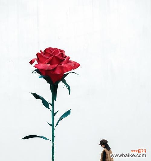 小王子玫瑰花编织的寓意是什么？它代表什么？