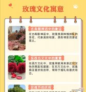 复古红玫瑰花的花语是什么？它在传统中代表了哪些情感？