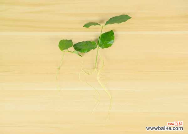 茉莉花可以在家养吗,茉莉花在家养注意什么