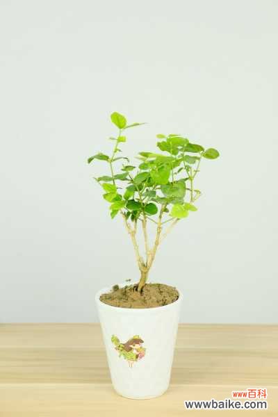 茉莉花可以在家养吗,茉莉花在家养注意什么