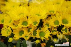 金银花泡水喝的功效，和菊花可以一起泡水喝吗