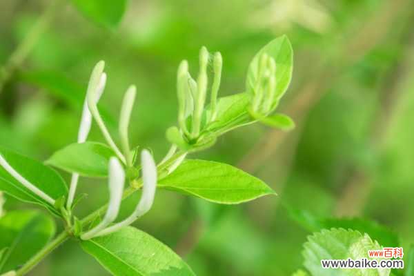 金银花的副作用与禁忌,金银花的功能