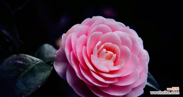 探秘山茶花的花语与象征意义 山茶花的花语