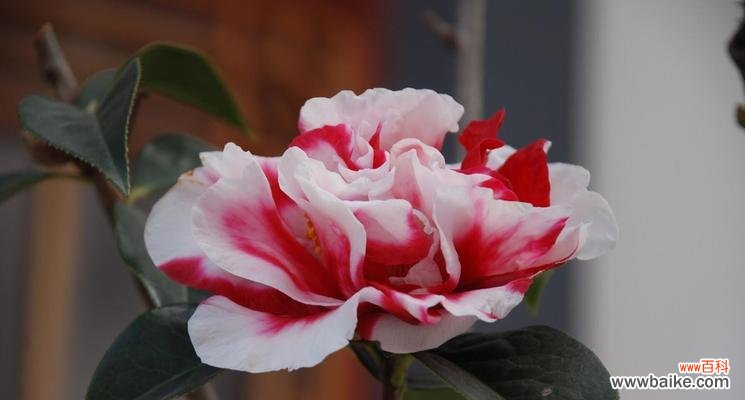 探秘山茶花的花语与象征意义 山茶花的花语