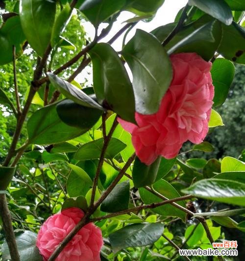 探秘山茶花的神秘花语，了解其深远寓意 山茶花的花语与寓意