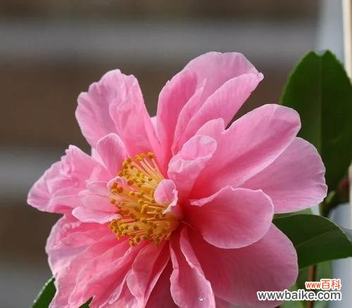 探秘山茶花的神秘花语，了解其深远寓意 山茶花的花语与寓意