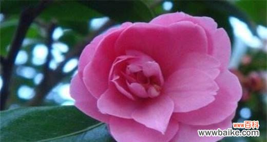 探寻山茶花花语的象征意义及文化传统 山茶花花语的深意与传承