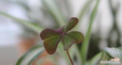 三叶草的吉祥寓意与文化传承 三叶草的含义与象征