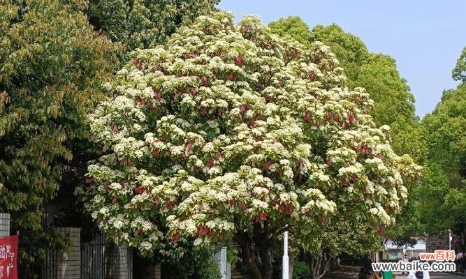 探索散尾花的花语及其象征意义 散尾花的花语