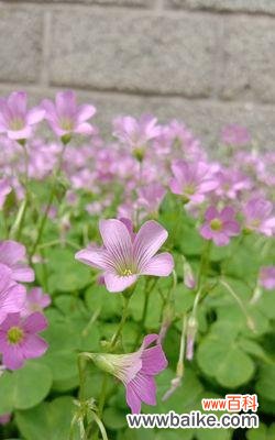 探寻三叶草的寓意与传说 三叶草