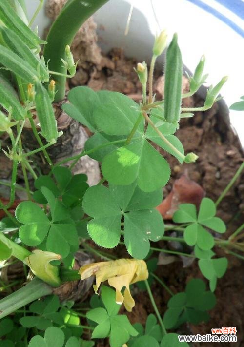 探寻三叶草的寓意与传说 三叶草