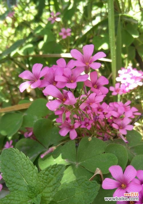 探寻三叶草的寓意与传说 三叶草