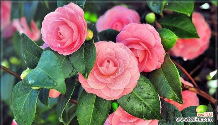 探索山茶花暗示的深刻意义 山茶花的寓意与象征