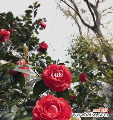 探索山茶花暗示的深刻意义 山茶花的寓意与象征