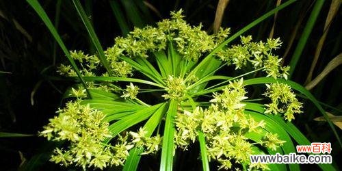 揭开散尾葵的奥秘,追寻风水之道 以散尾葵的寓意与风水探讨