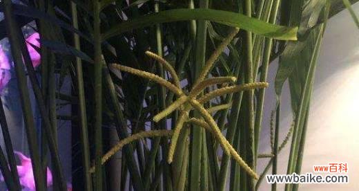 探索散尾葵象征的美丽与力量 以散尾葵的寓意为主题的文章