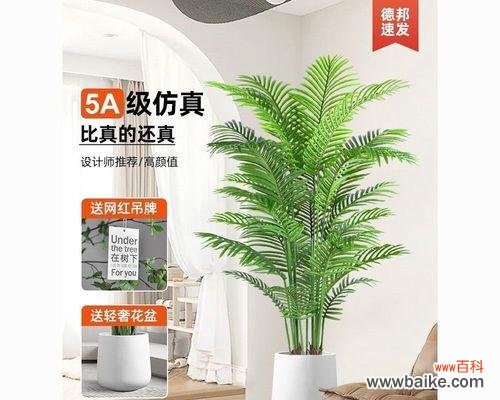 探索散尾葵象征的美丽与力量 以散尾葵的寓意为主题的文章