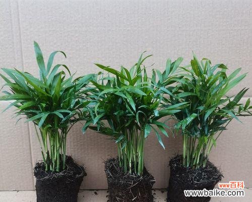 探索散尾葵象征的美丽与力量 以散尾葵的寓意为主题的文章