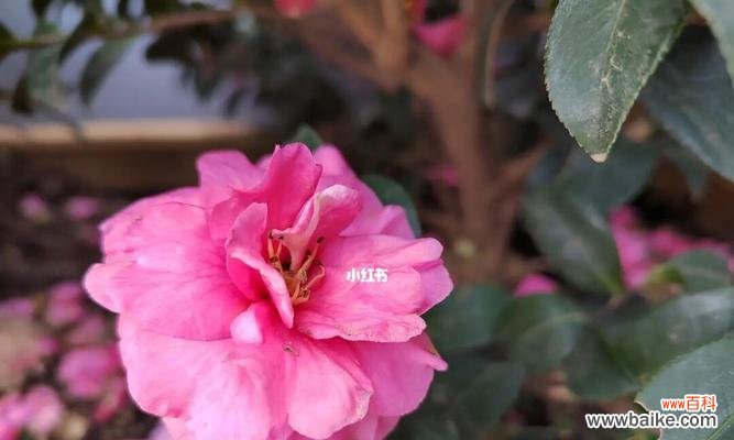 传递爱与坚强的美丽花朵 山茶花的寓意与意义