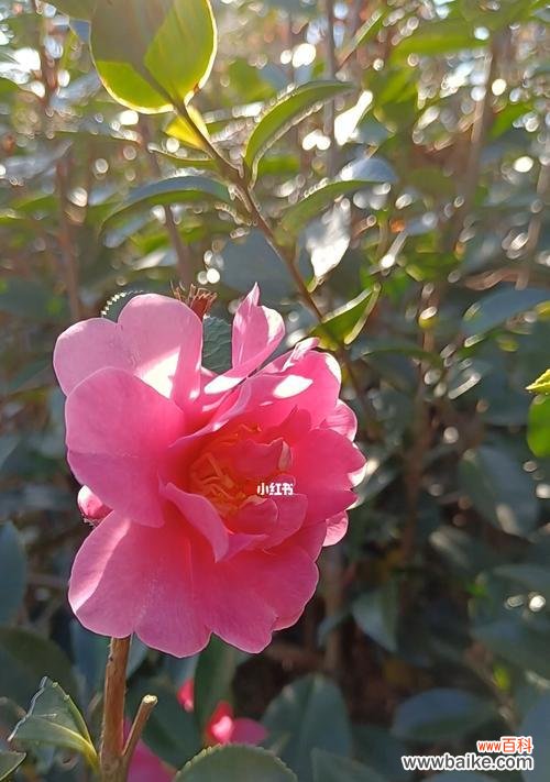 传递爱与坚强的美丽花朵 山茶花的寓意与意义