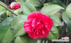 探索山茶花的深刻内涵，了解其花语之美 山茶花的花语与意义