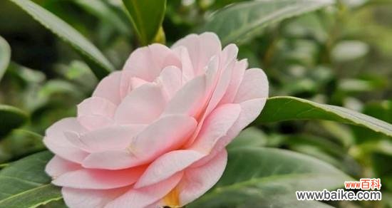 揭示山茶花的深刻寓意与象征意义 山茶花花语