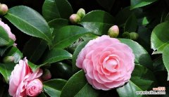 揭示山茶花的深刻寓意与象征意义 山茶花花语