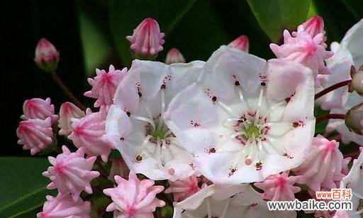 以山樱草为象征，探寻慈悲的真谛 山樱草的慈悲之花语