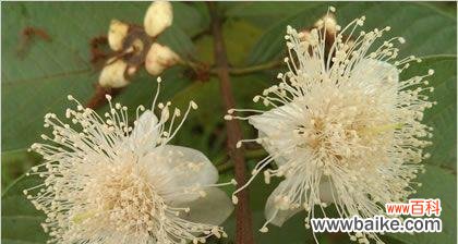 以山樱草为象征，探寻慈悲的真谛 山樱草的慈悲之花语