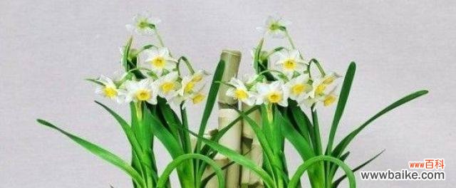 傲立山巅，凝视秋水——探秘秋水仙花的深意 秋水仙花花语